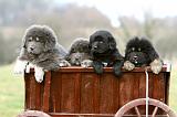 DOGUE DU TIBET 688